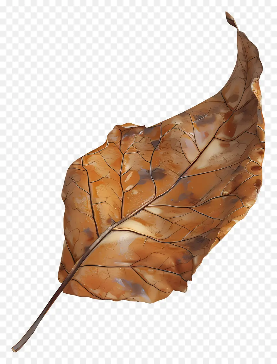 Feuille Morte，Feuille D'automne PNG