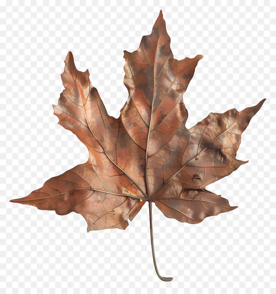 Feuille Morte，Feuille D'automne PNG