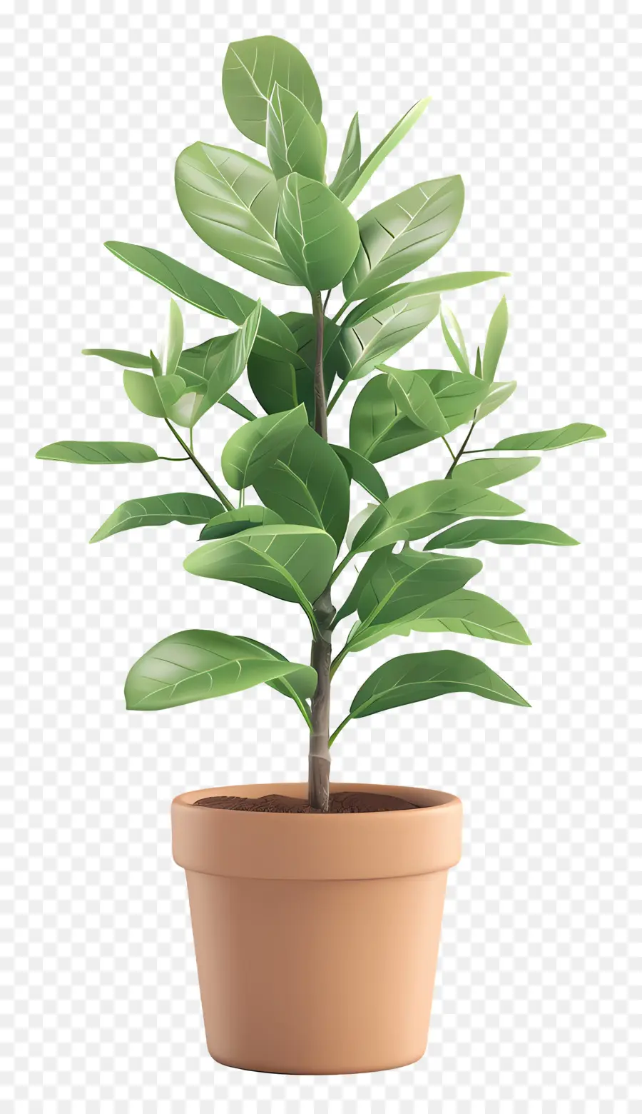 Plante En Pot，Vert PNG