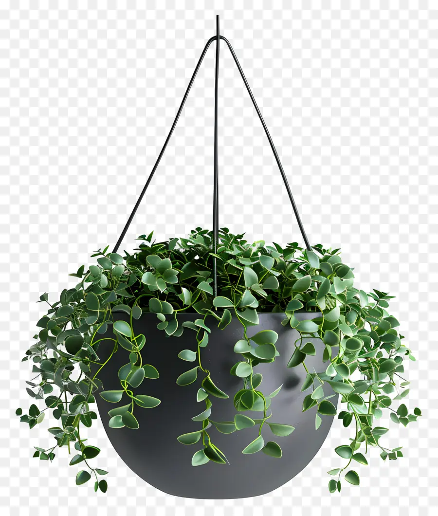 Plante Suspendue，Pot PNG