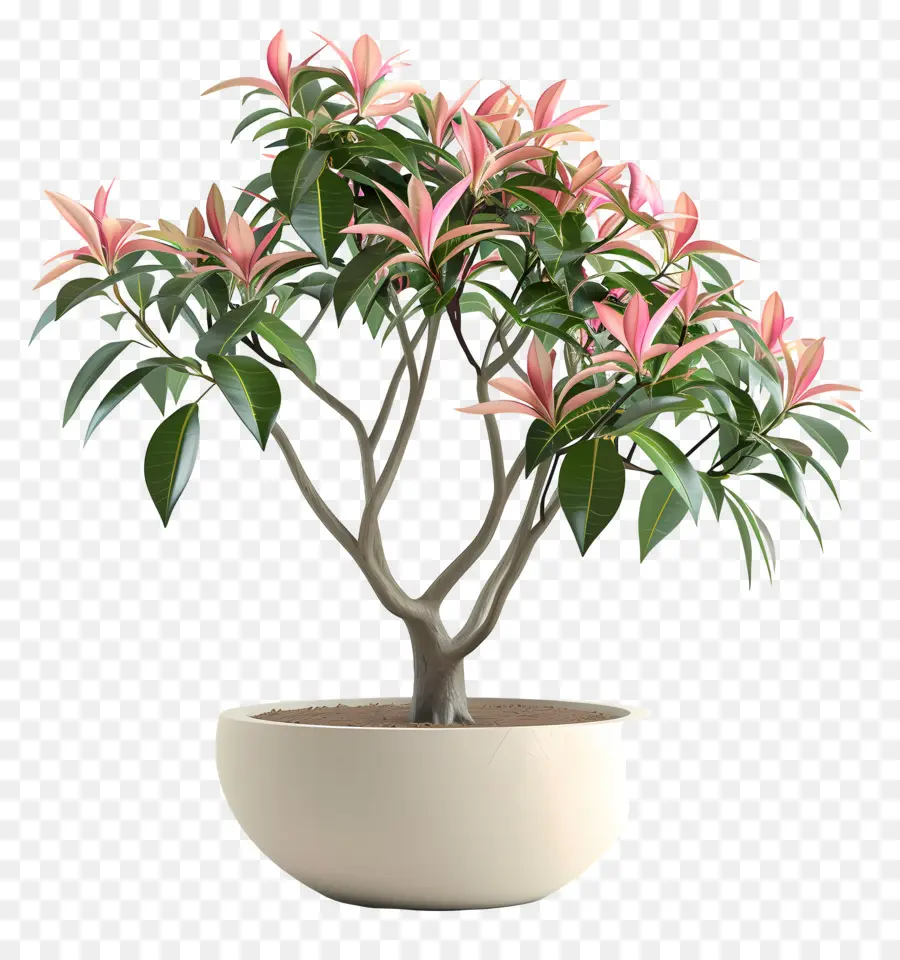 Plante Fleurie En Pot，Plante En Pot PNG