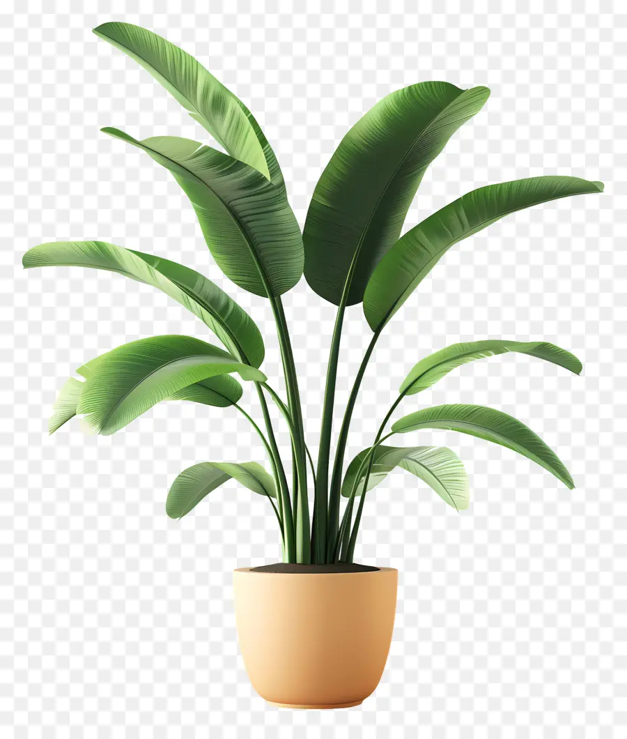 Plante Tropicale En Pot，Plante En Pot PNG