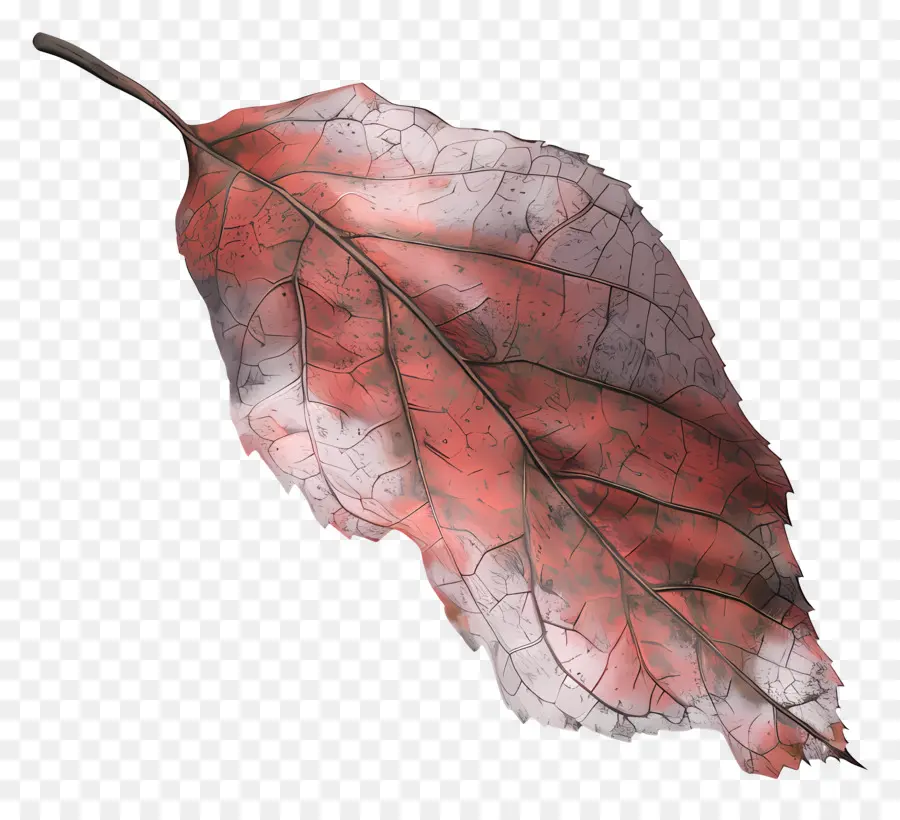 Feuille Morte，Feuille D'automne PNG