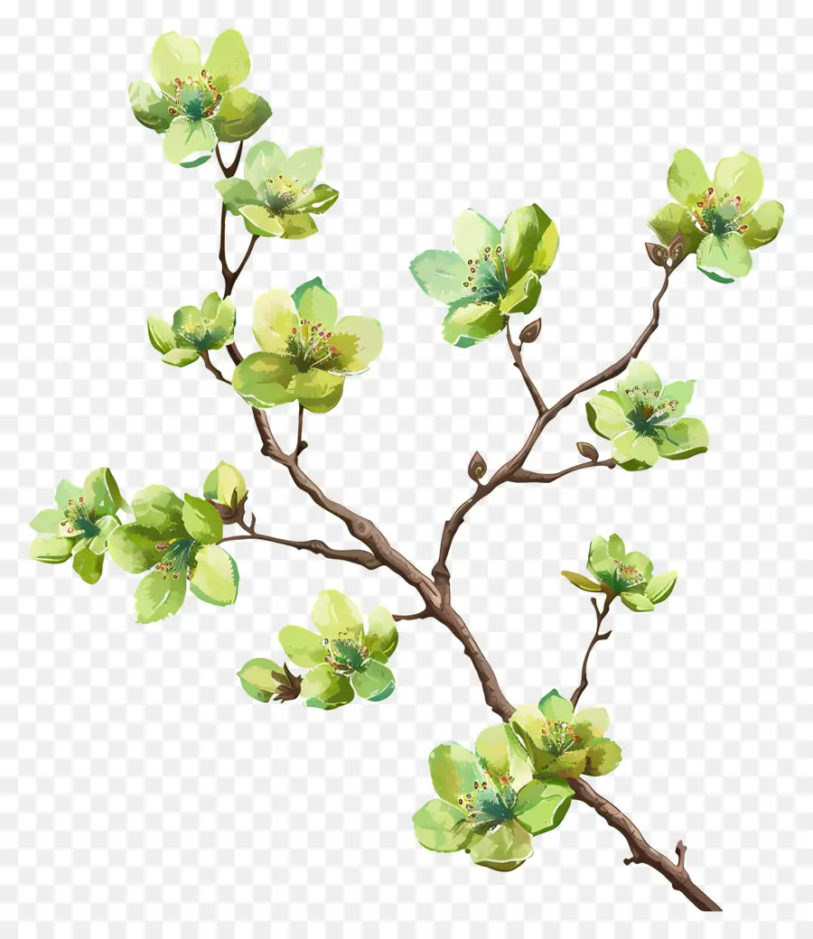 Fleur Verte，Branche Fleurie PNG