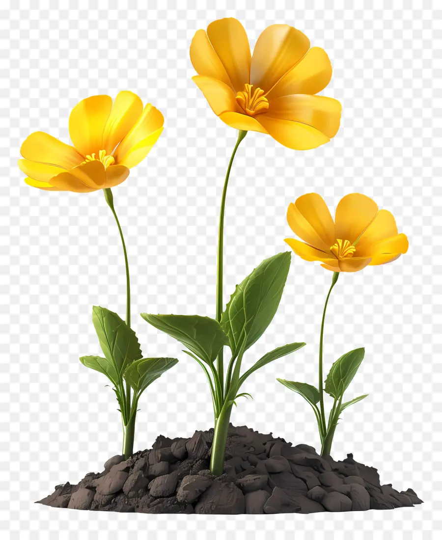 Fleurs Jaunes，Floraison PNG