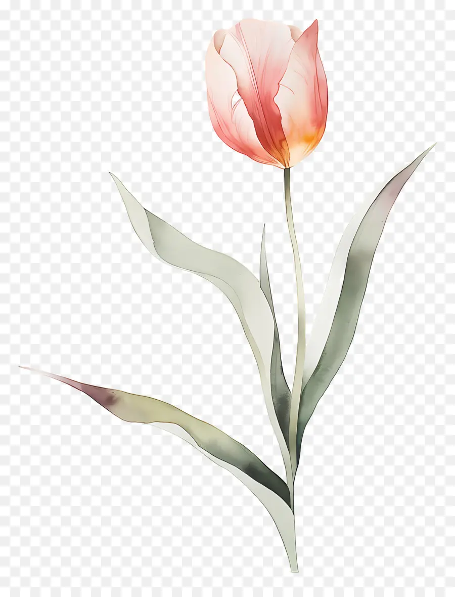 Tulipe，Fleur PNG