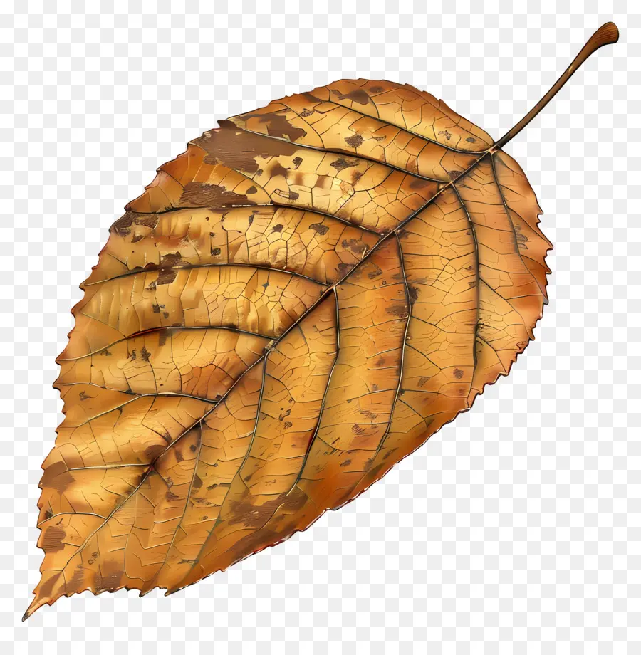 Feuille Morte，Feuille D'automne PNG