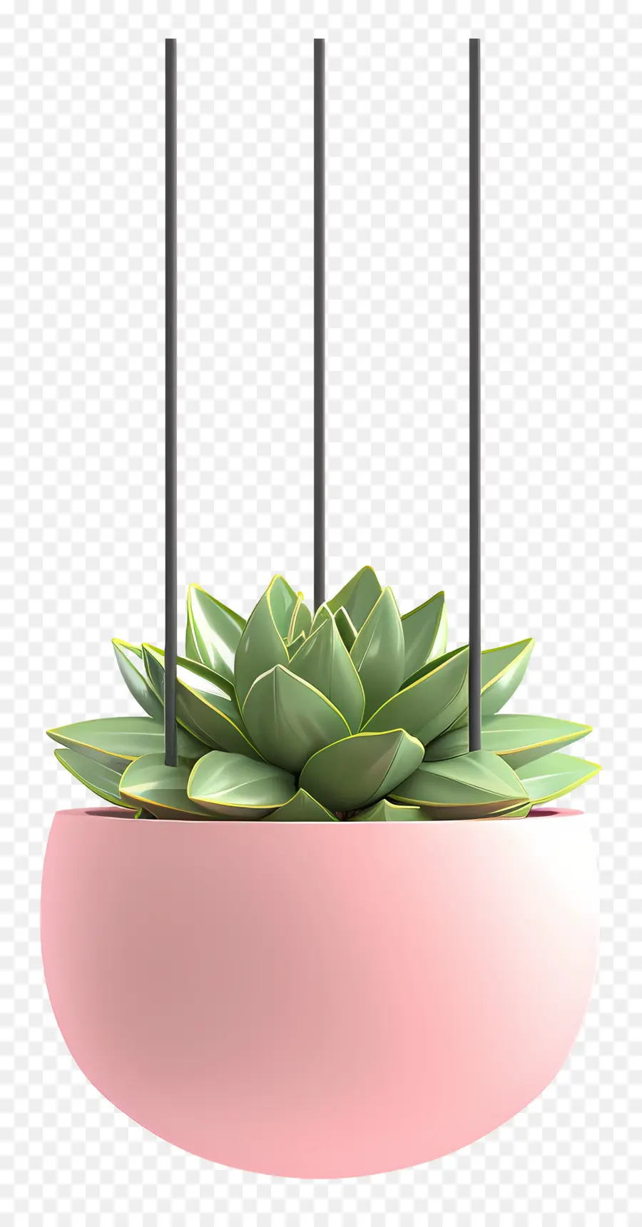 Plante Suspendue，Succulent PNG