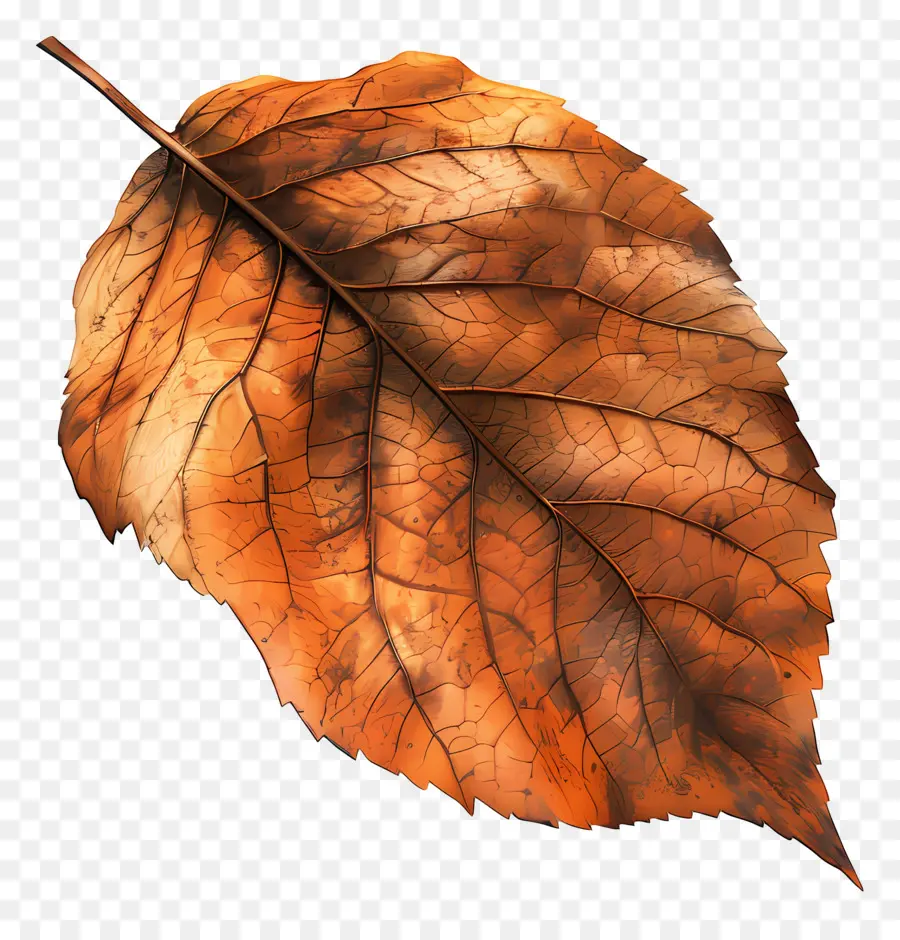 Feuille Morte，Feuilles D'automne PNG