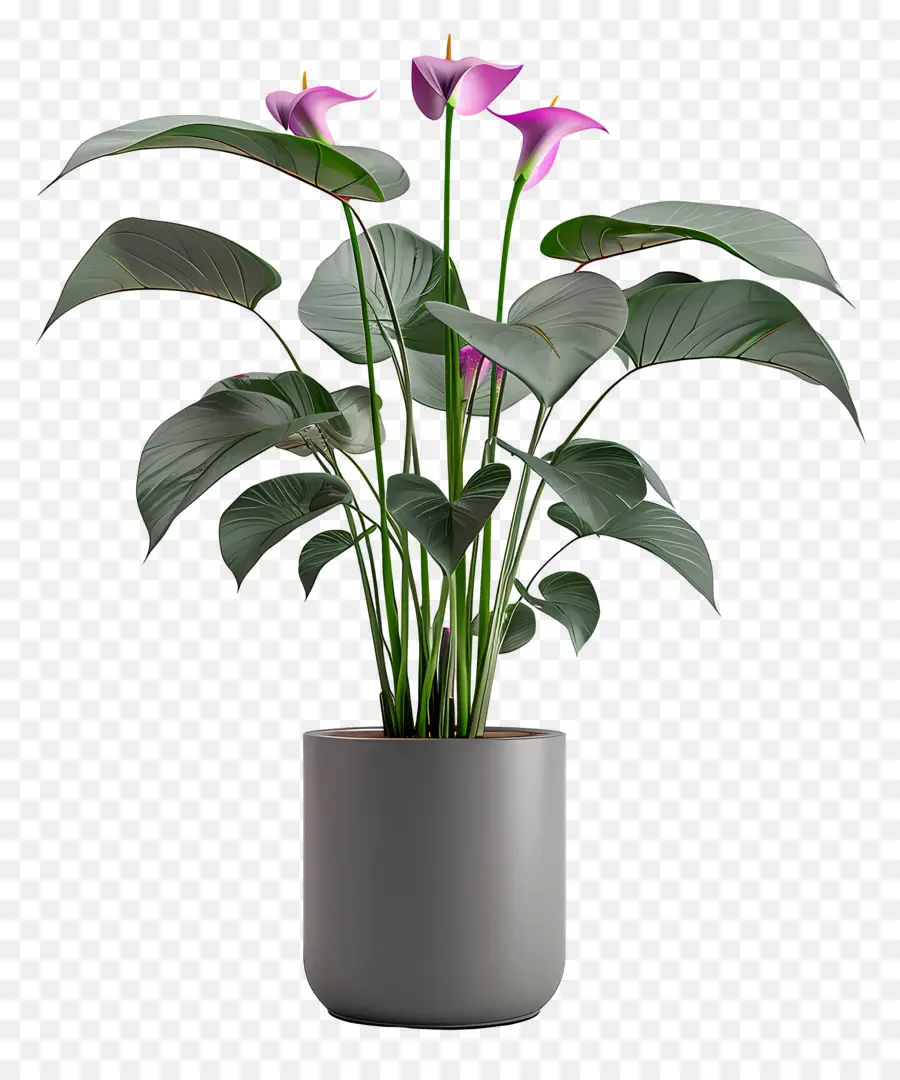 Plante Fleurie En Pot，Plante En Pot PNG