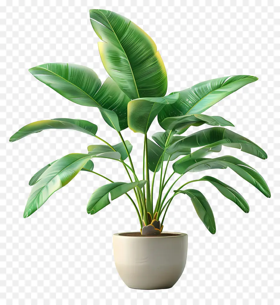 Plante Tropicale En Pot，Plante Verte En Pot PNG