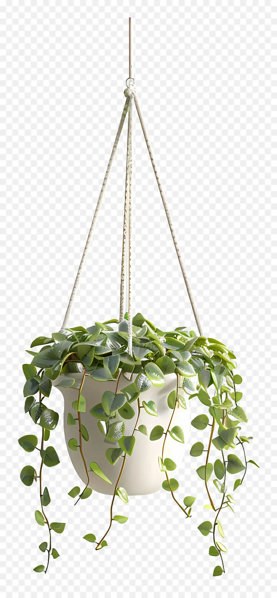 Plante Suspendue，Décoration PNG