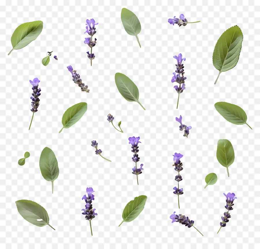 Petites Feuilles De Lavande，Fleurs Et Feuilles De Lavande PNG