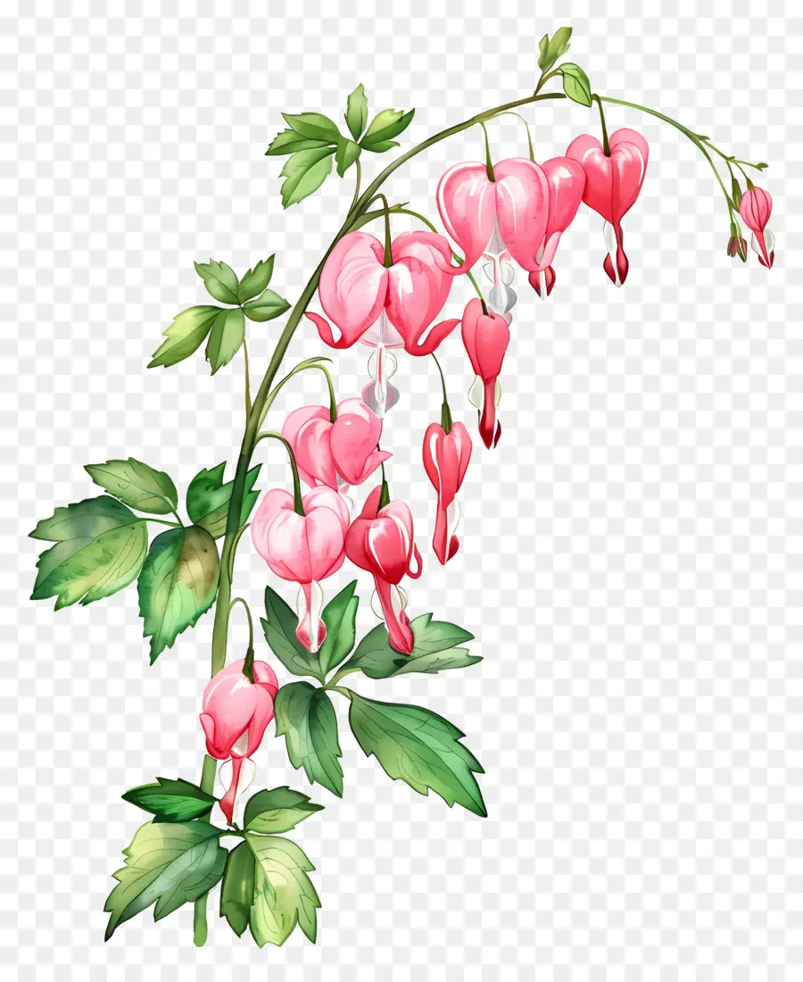 Fleurs De Coeur Saignant，Fleurs PNG