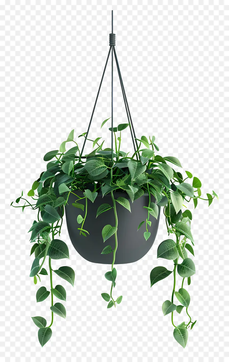 Plante Suspendue，Pot PNG