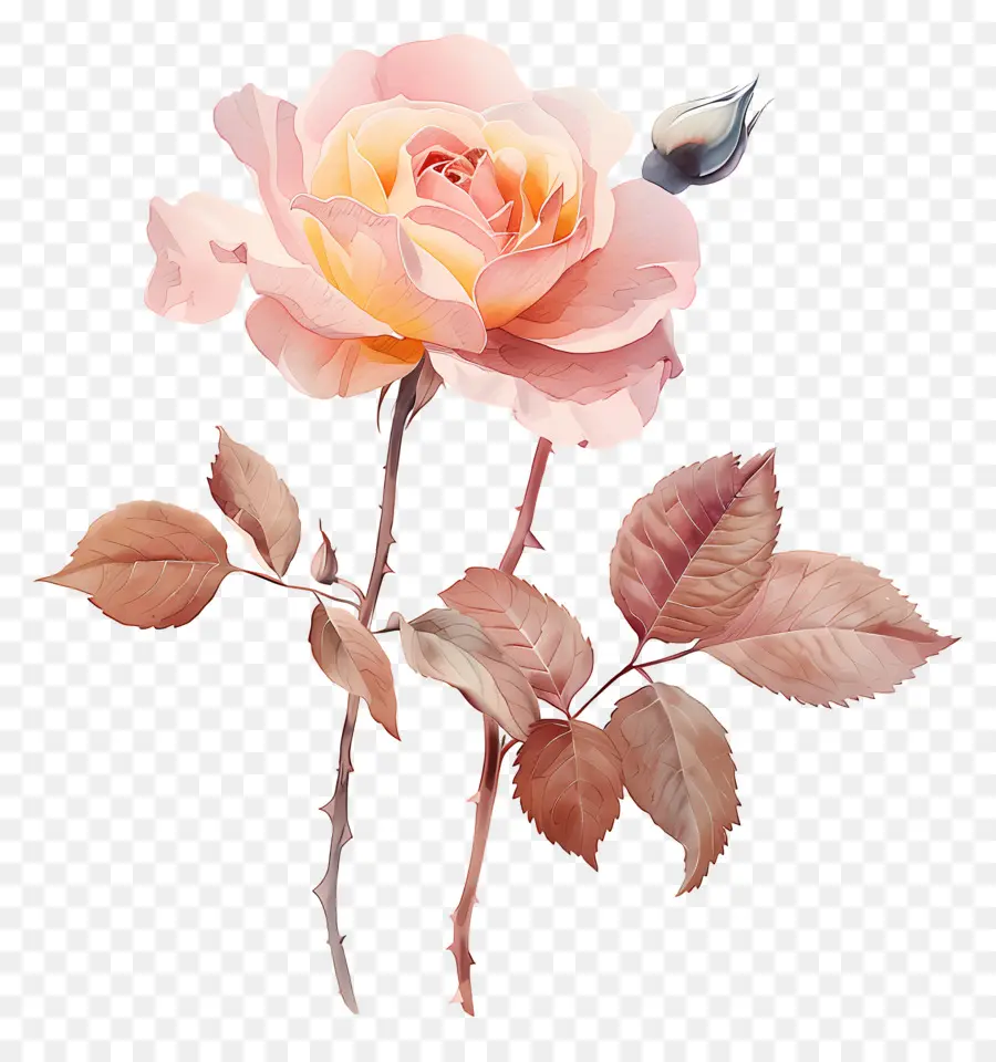 Fleur De Rose，Roses Roses PNG