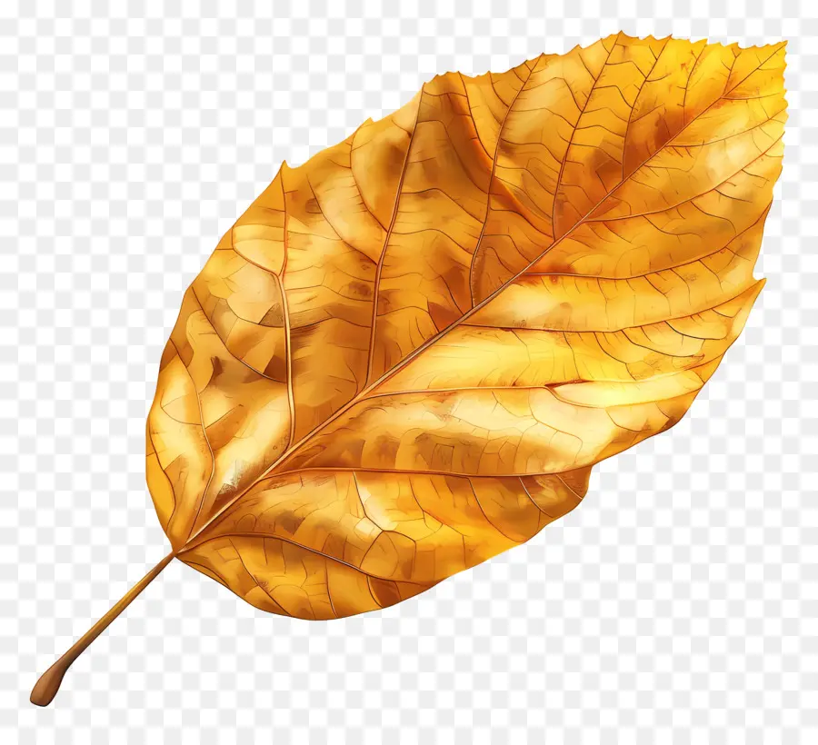 Feuille Morte，Feuille Brune PNG