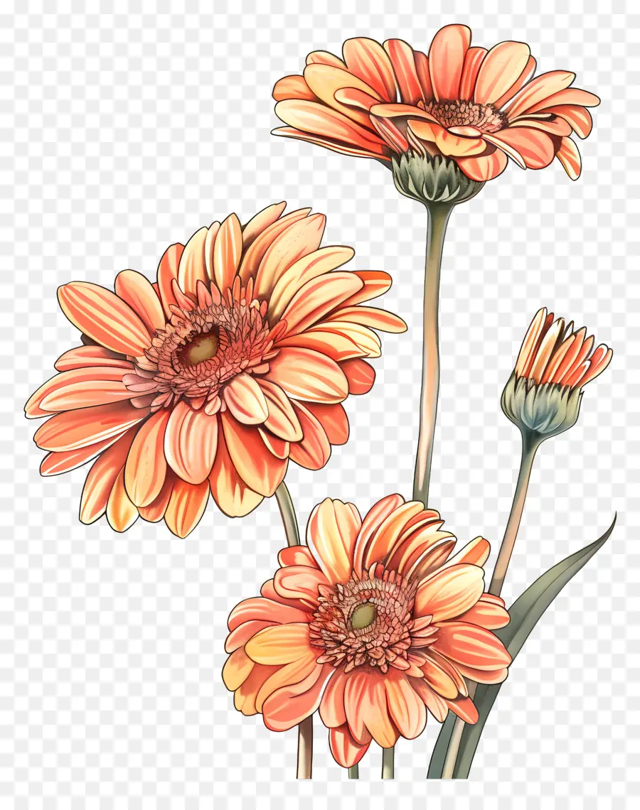 Fleurs De Gerberas，Fleurs Roses PNG