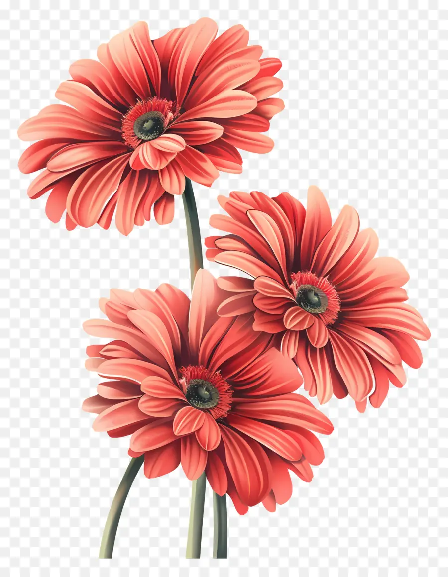 Fleurs De Gerberas，Fleurs Rouges PNG