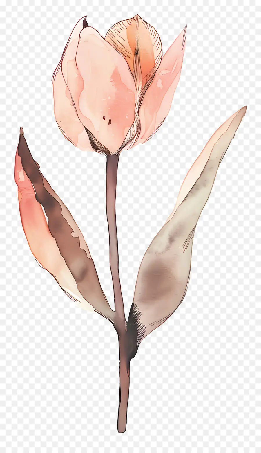 Tulipe，Fleur PNG