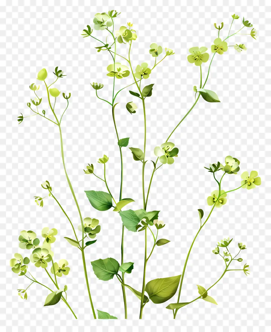 Fleur Verte，Plantes Vertes PNG