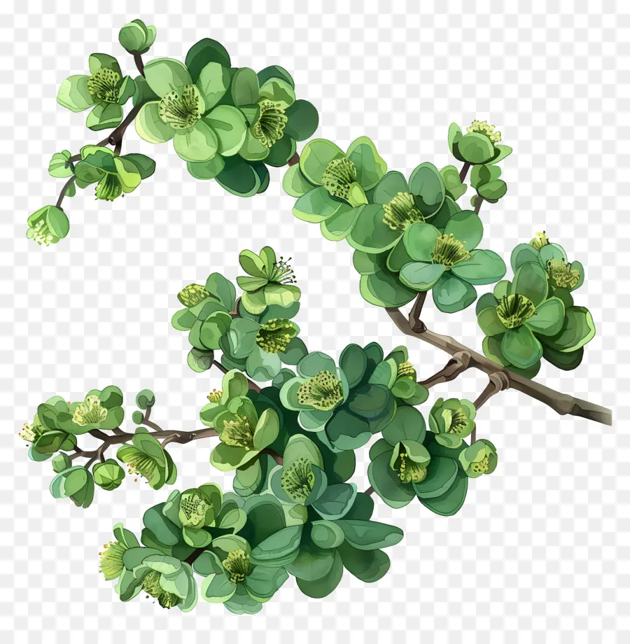 Fleur Verte，Plante Succulente PNG