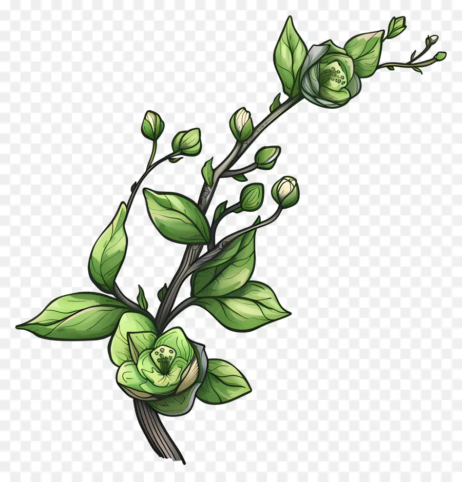 Fleurs Vertes，Branche Avec Des Feuilles PNG