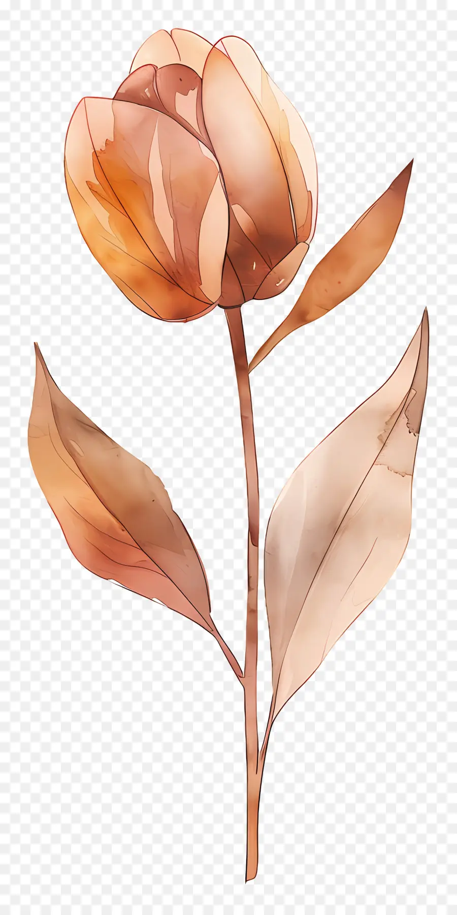 Tulipe，Fleur Brune PNG