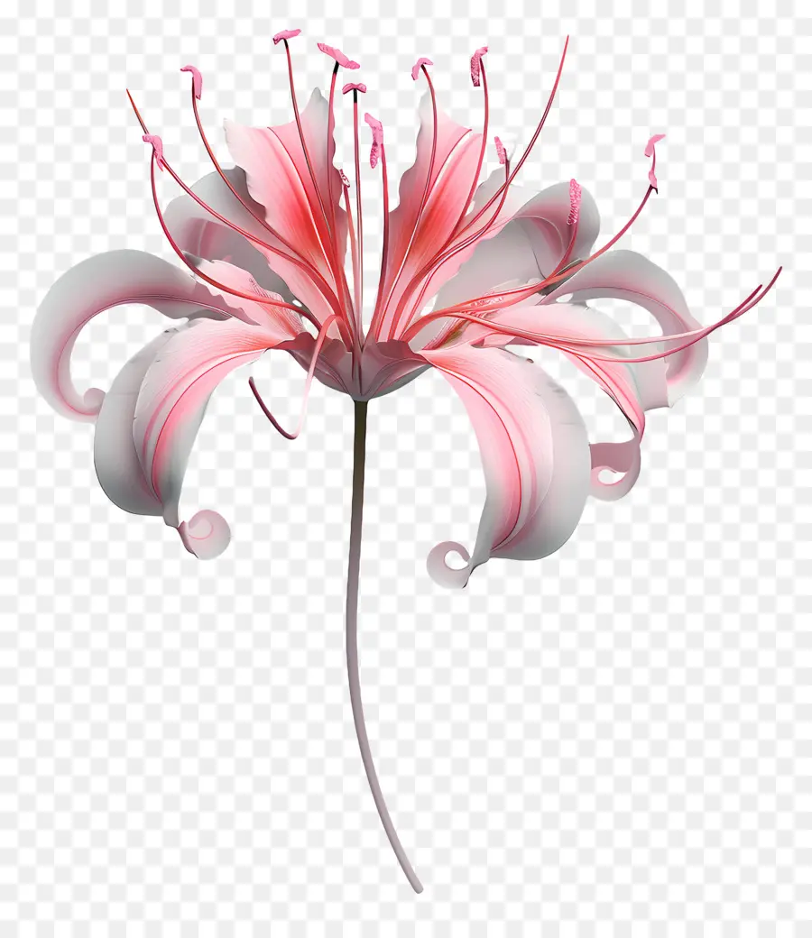 Lys Araignée，Fleur Rouge PNG