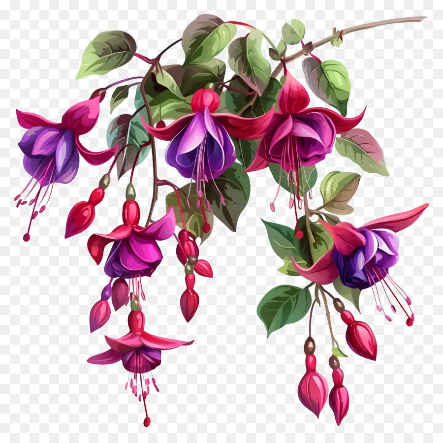 Fleurs Fuchsia，Fleurs Roses PNG