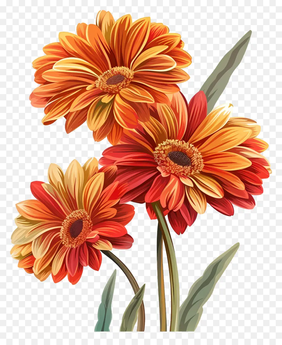 Fleurs De Gerberas，Fleurs Rouges PNG