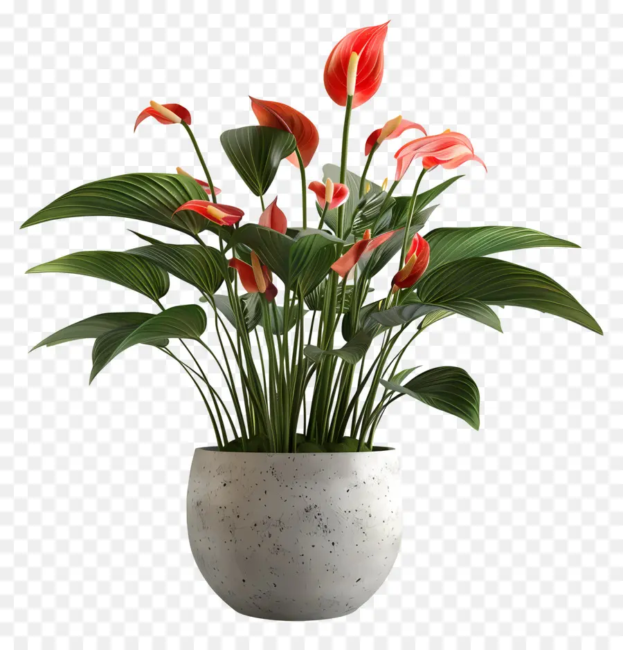 Plante Fleurie En Pot，Plante D'anthurium Rouge PNG