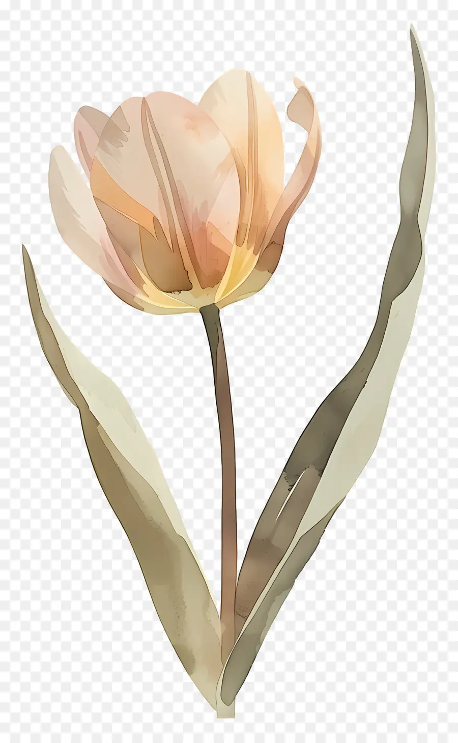 Tulipe，Fleur PNG