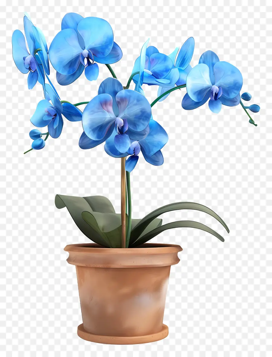 Orchidée Bleue，Orchidée En Pot PNG