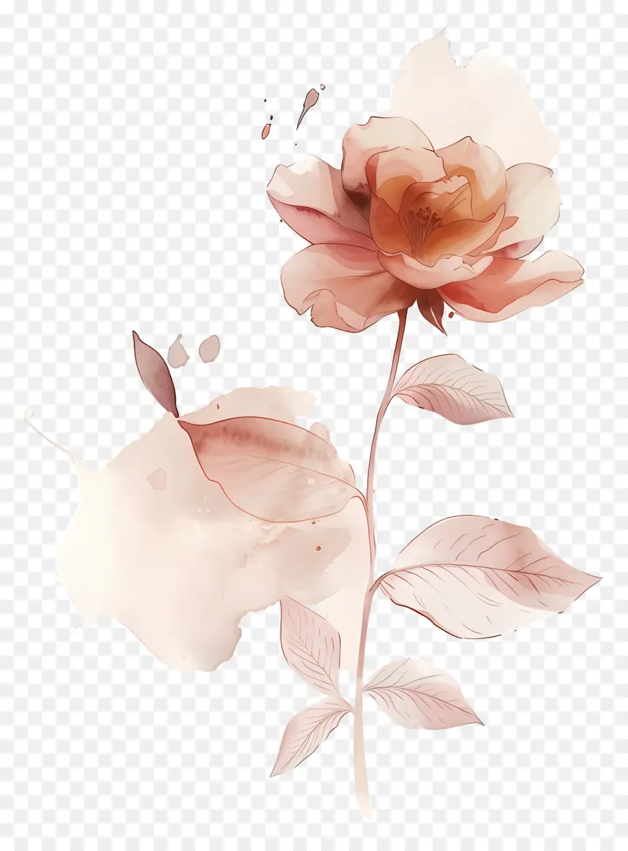 Fleur De Rose，Fleur PNG