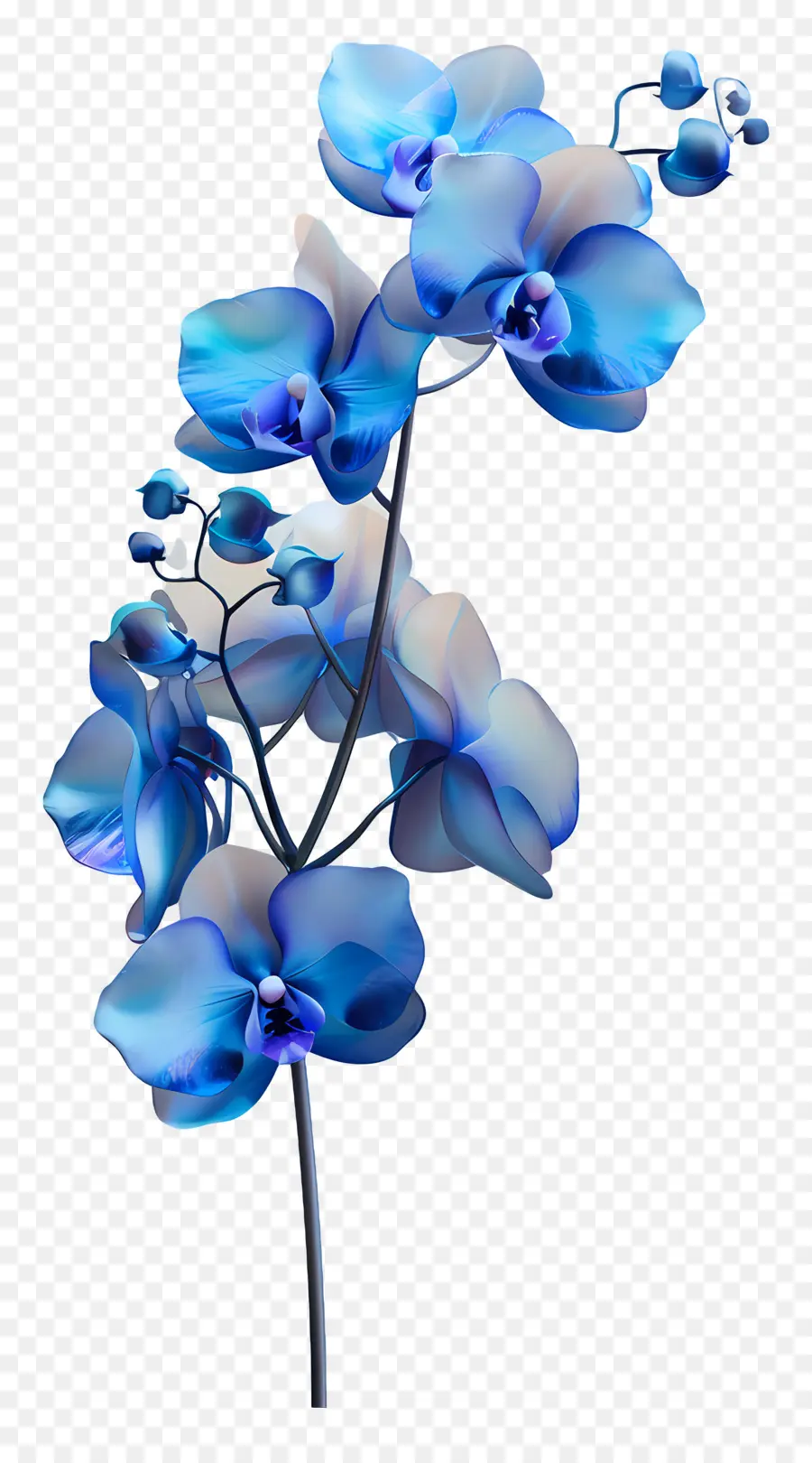 Orchidée Bleue，Orchidées Bleues PNG