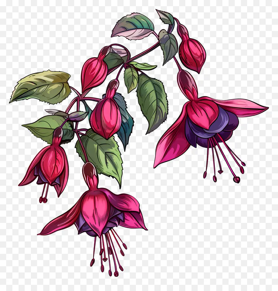 Fleurs Fuchsia，Fleurs Roses PNG