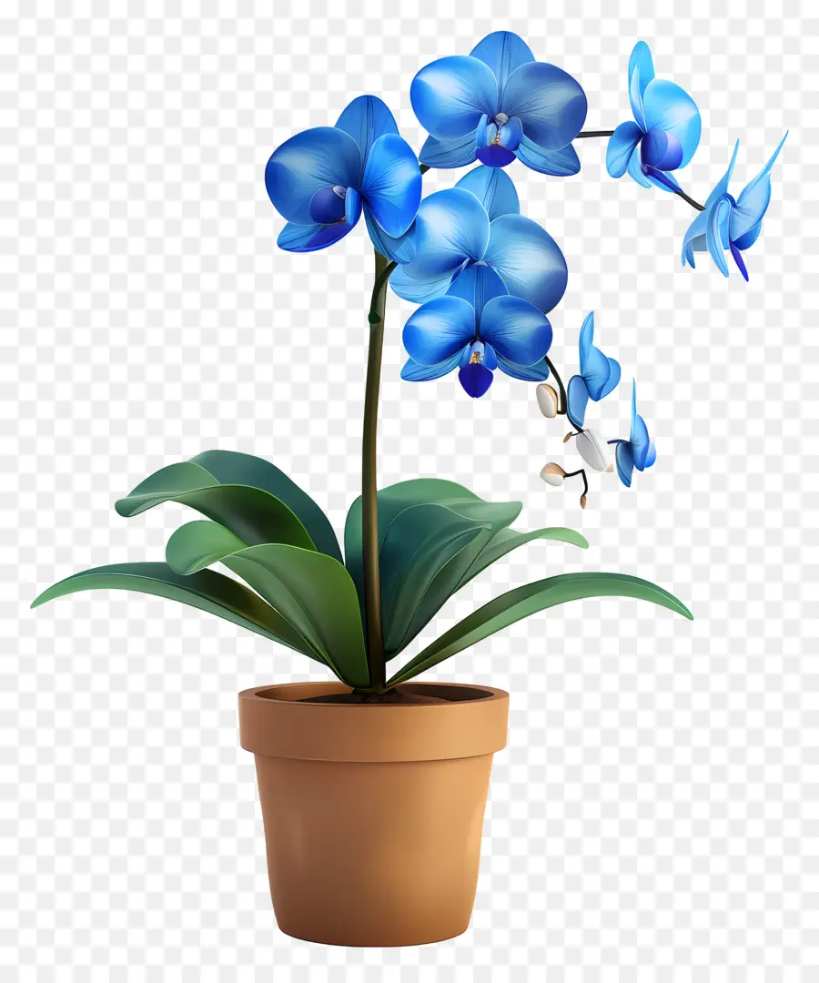 Orchidée Bleue，Orchidée En Pot PNG