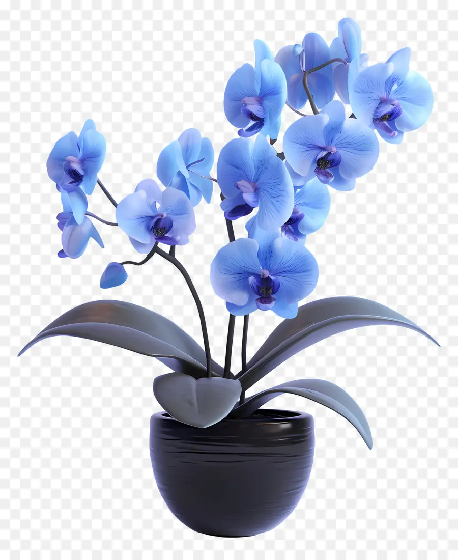 Orchidée Bleue，Orchidées Bleues PNG