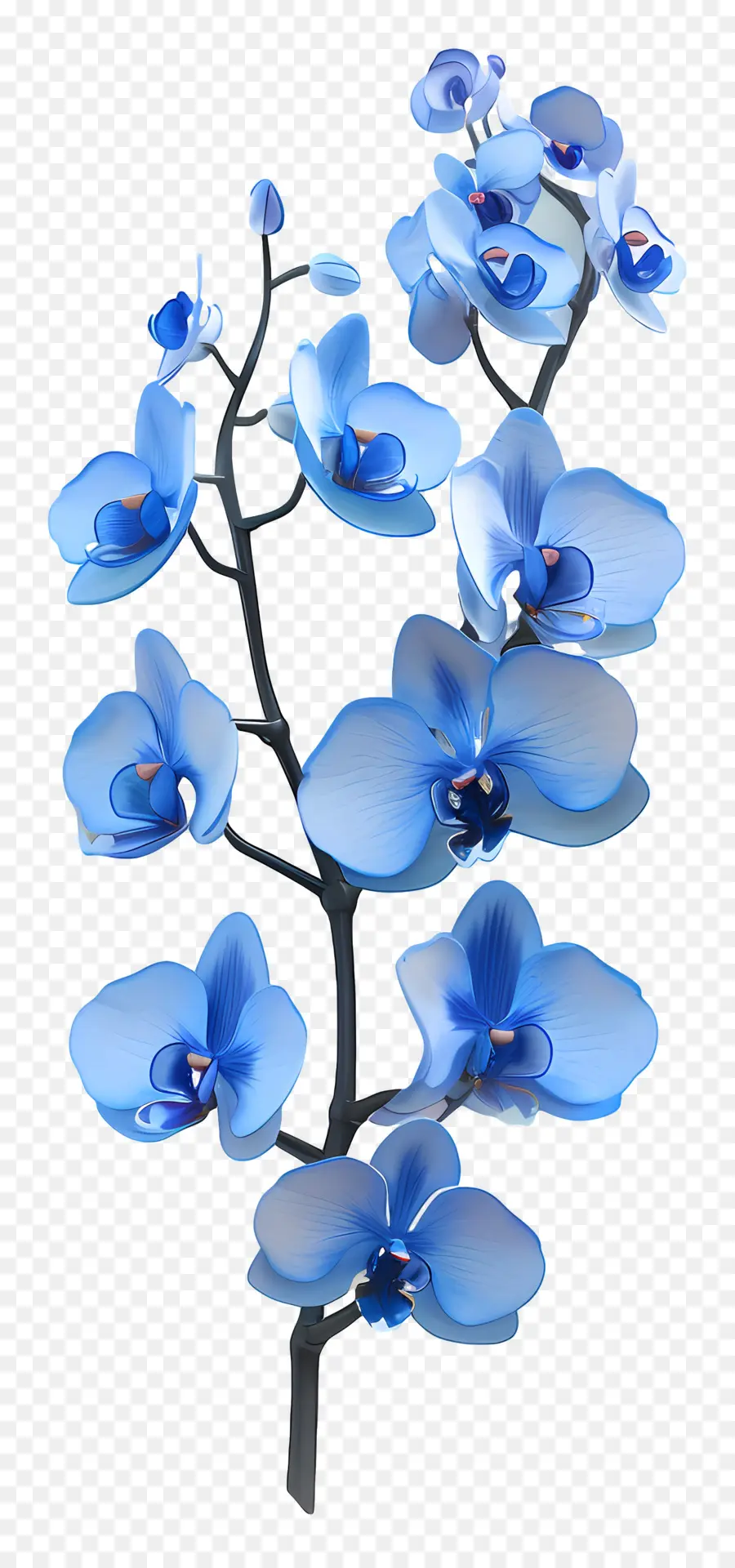 Orchidée Bleue，Orchidées Bleues PNG