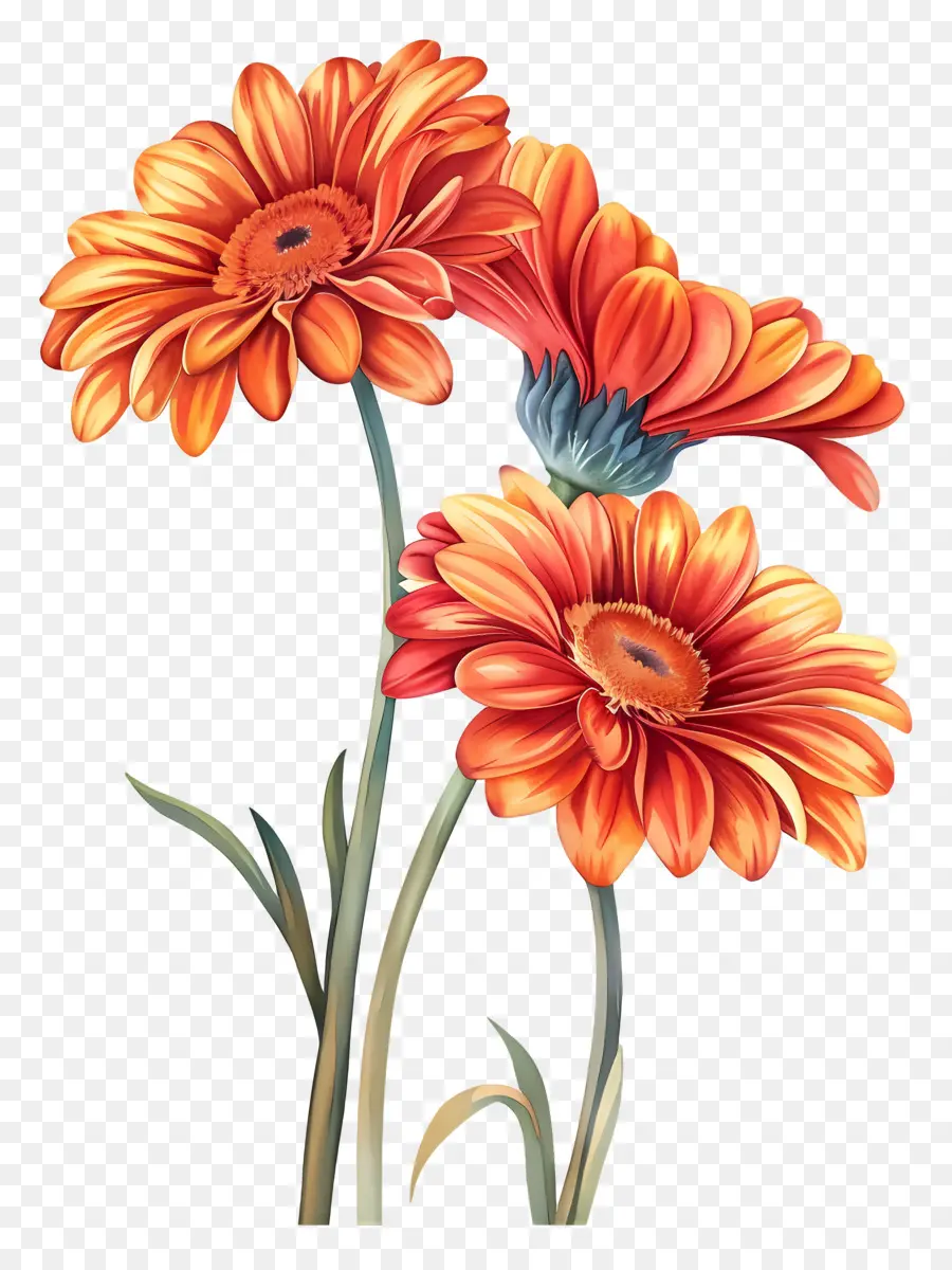 Fleurs De Gerberas，Fleurs PNG