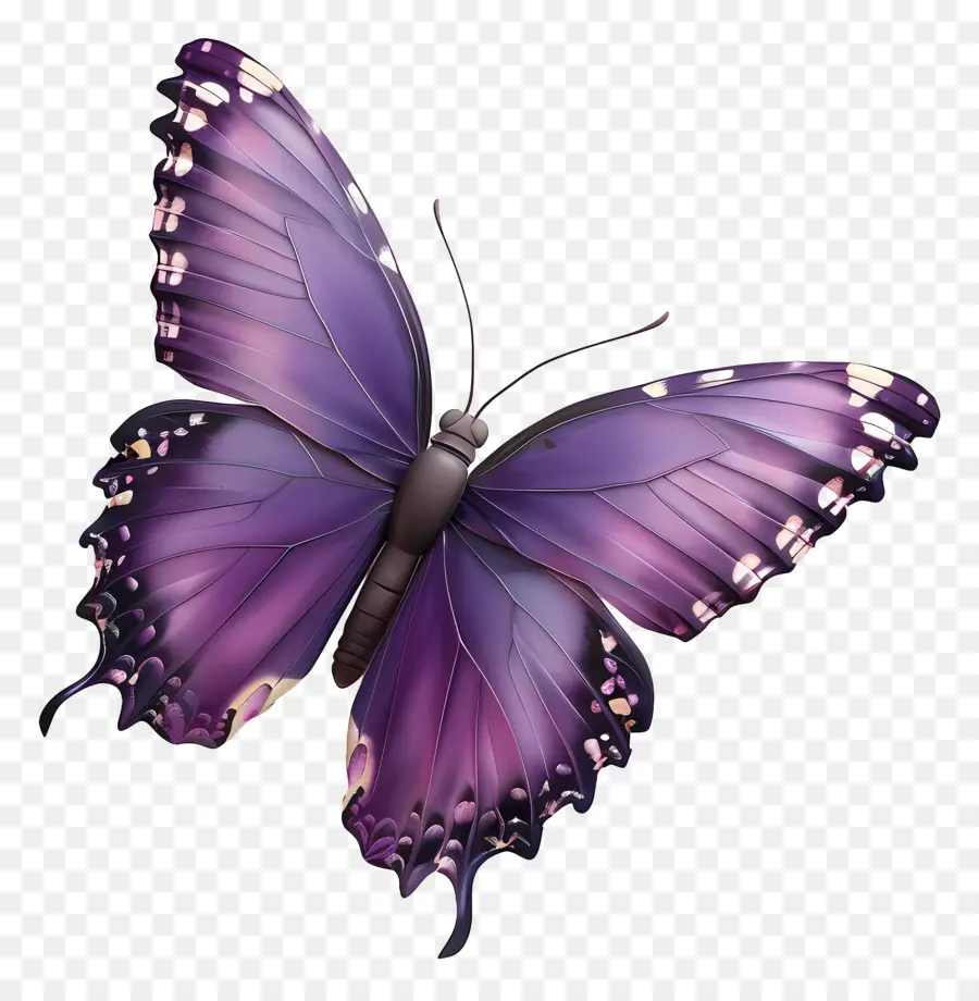 Papillon Violet，Papillon Coloré PNG