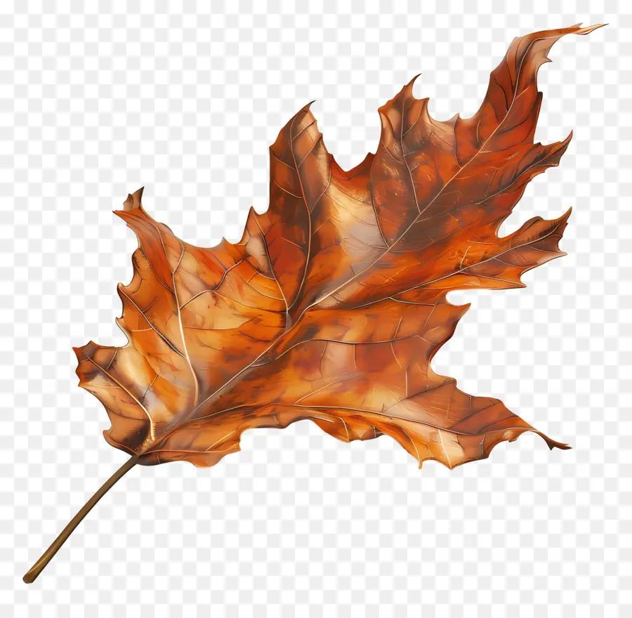 Feuille Morte，Feuille D'automne PNG