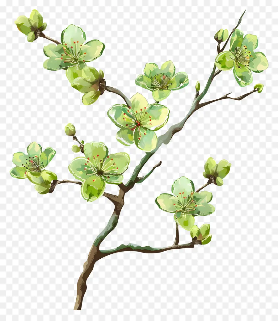 Fleur Verte，Branche Fleurie PNG