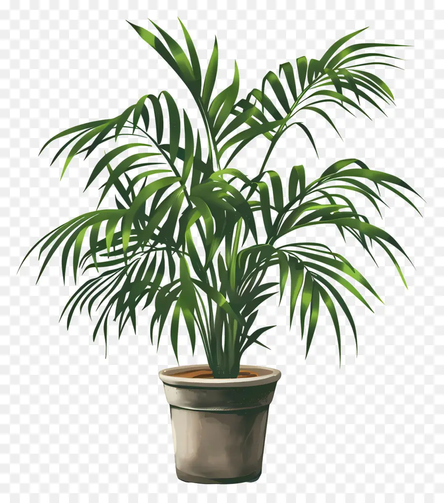 Palmier De Salon，Plante En Pot PNG