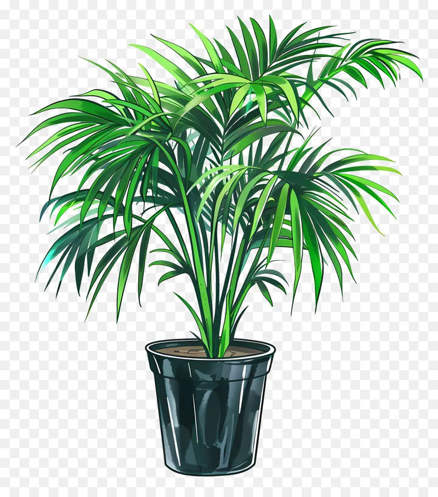 Palmier De Salon，Plante Verte En Pot PNG