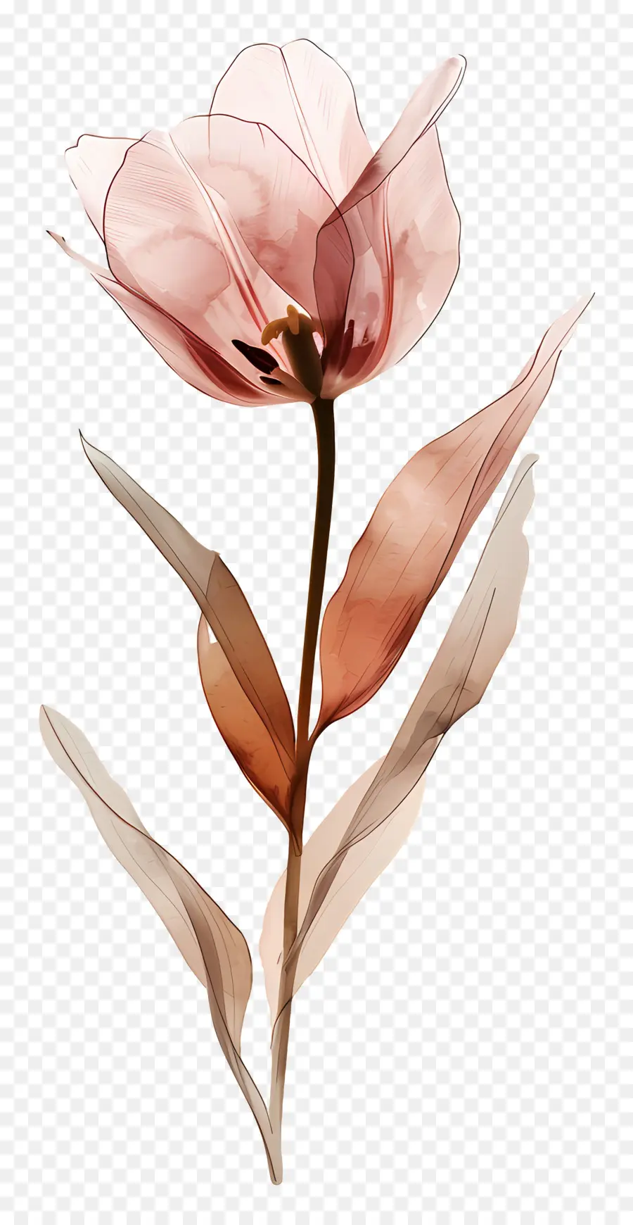 Tulipe，Fleur Brune PNG