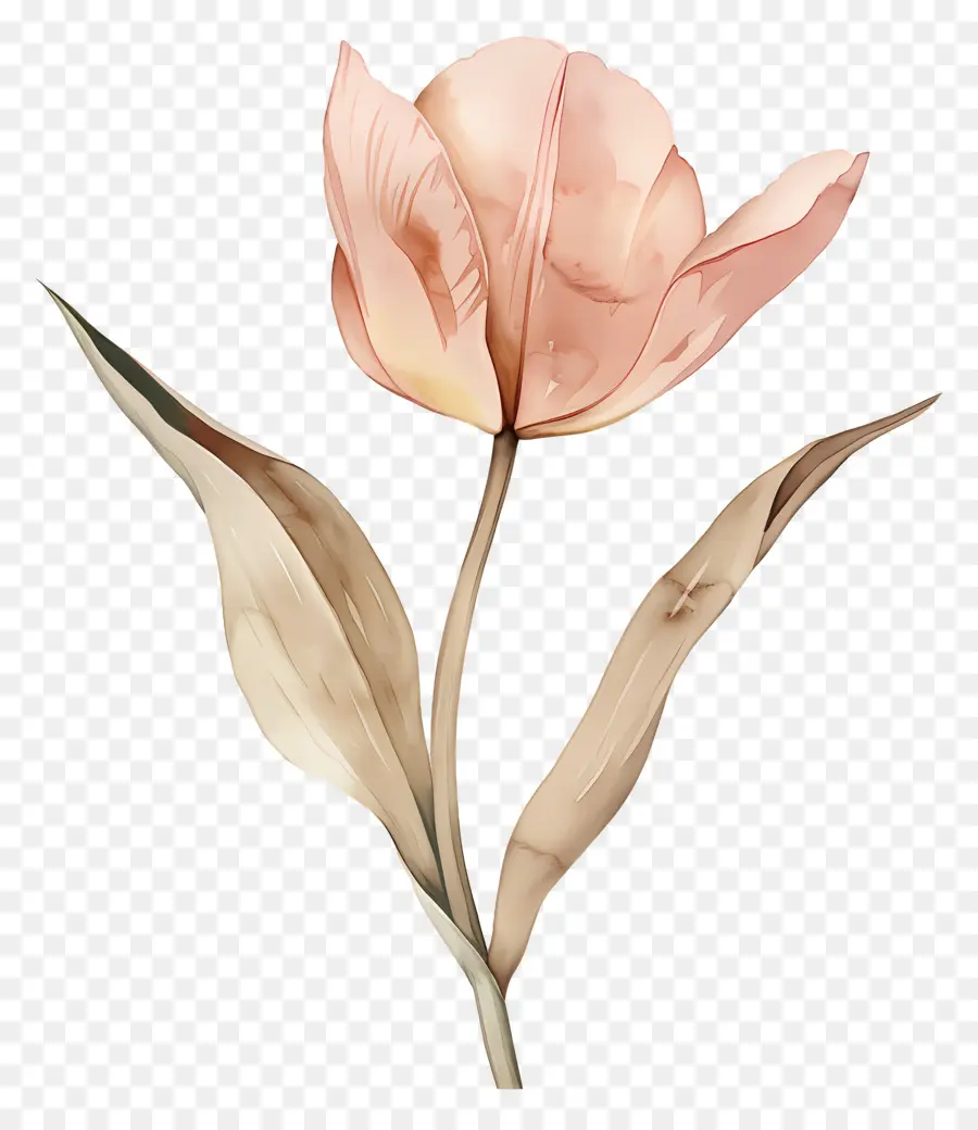 Tulipe，Fleur PNG