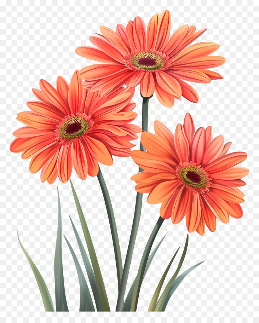 Fleurs De Gerberas，Fleurs Rouges PNG