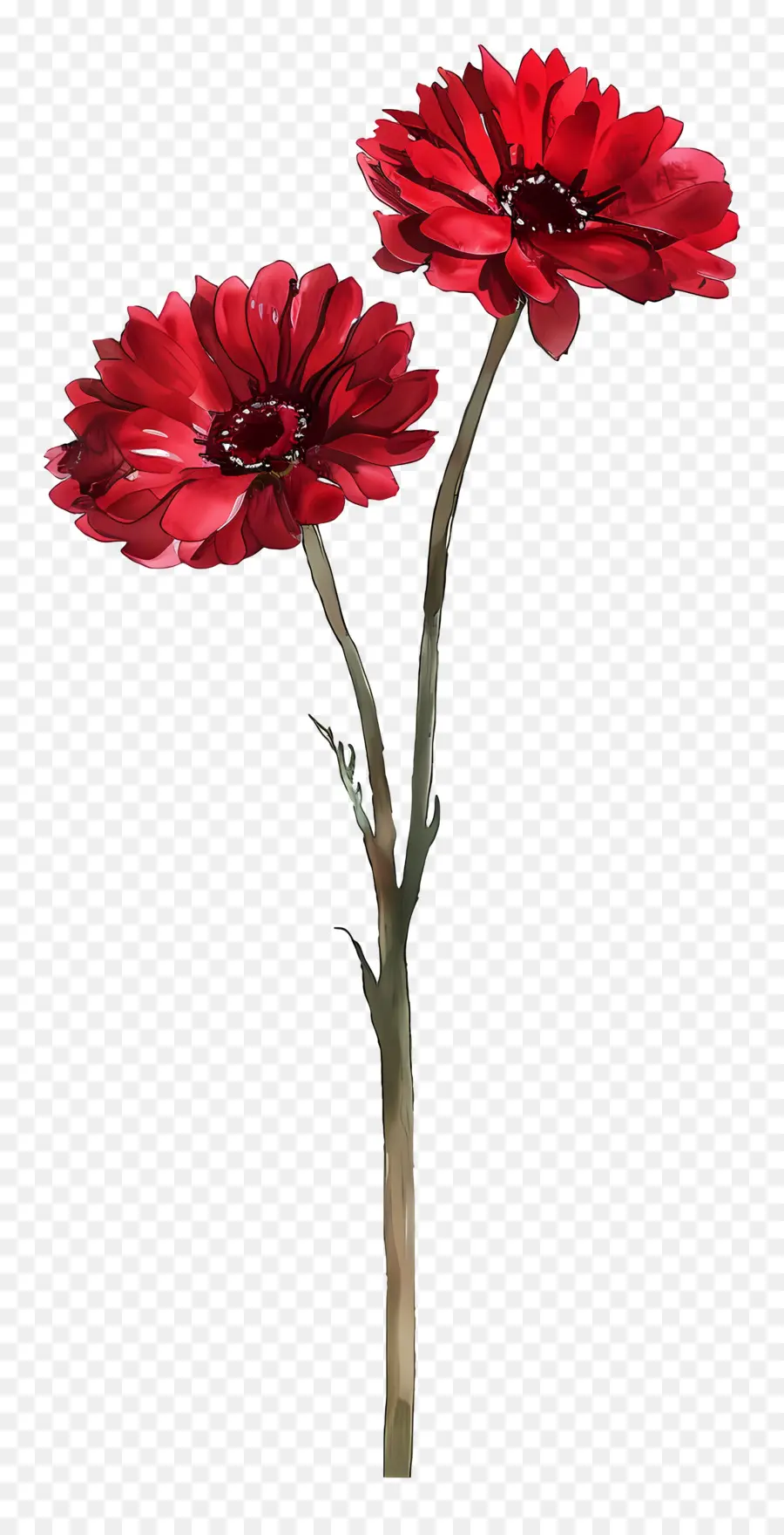 Fleurs De Gerberas，Fleur Rouge PNG